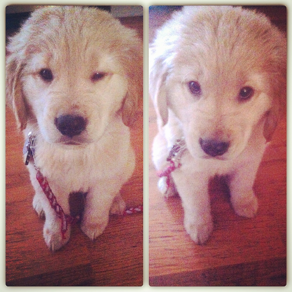 These are the faces Flinn would make at me as I tried to teach him ‘down’.