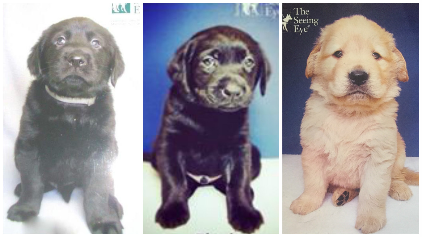 Seeing Eye baby pictures! Toby, Flash, and Flinn.