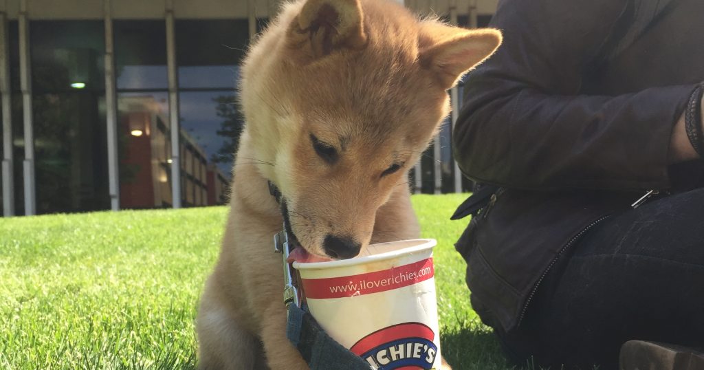 Is it really worth it to have a dog in college?