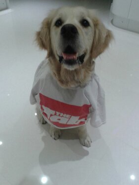 bruce retriever aged 7
