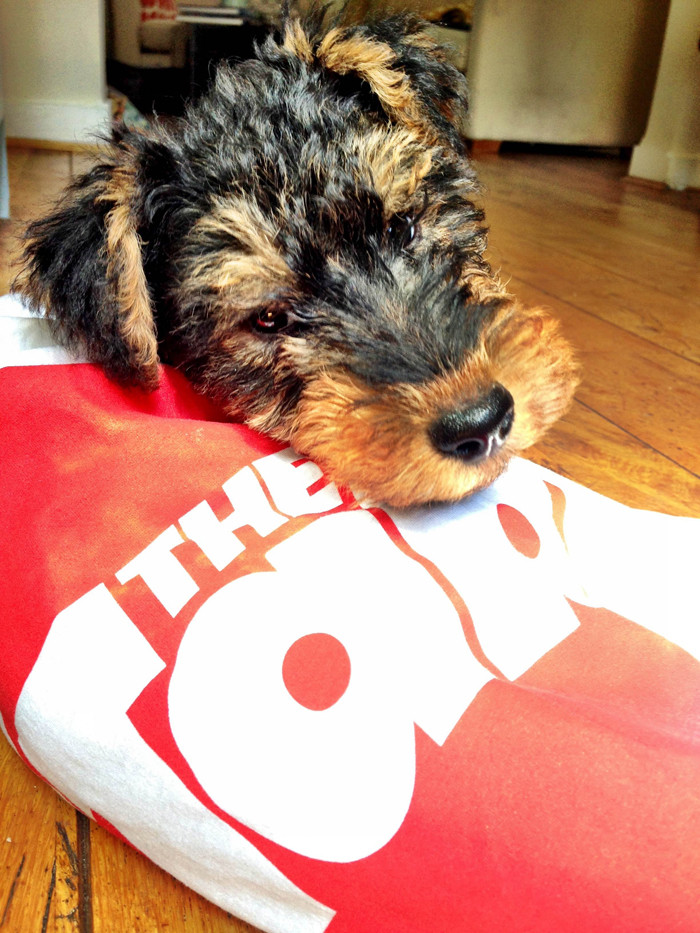 maya welsh terrier