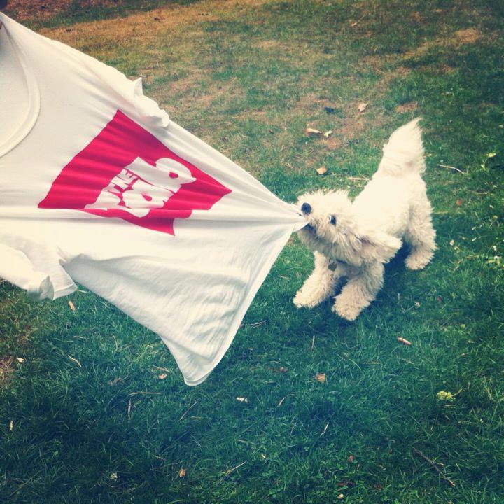 tab dog white one