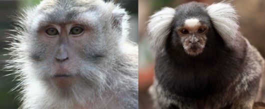 Newcastle Uni euthanised macaques (left) and marmosets (right)