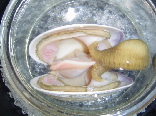 The inside of a clam - if you're seeing this it's already dead