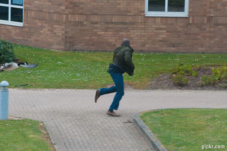 Goose on the loose in Warwick