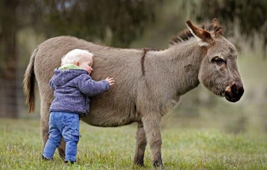 It'll ruin it if you tell them they won't actually meet the donkey