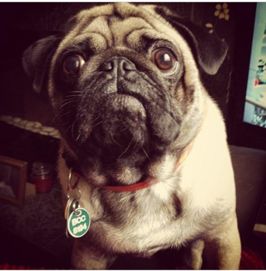 pug2
