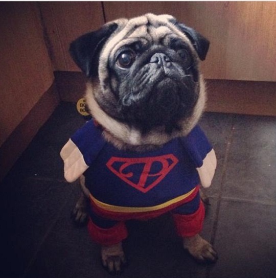 I don't count extra money spent on cute costumes, of course.
