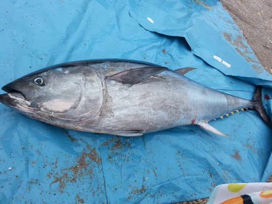 SW_TUNA_BEACH_06