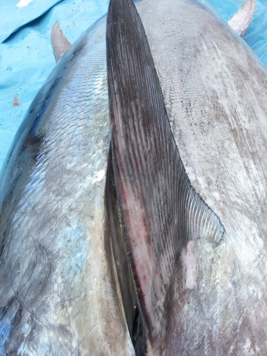SW_TUNA_BEACH_07