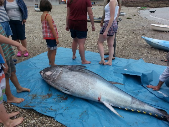 SW_TUNA_BEACH_09