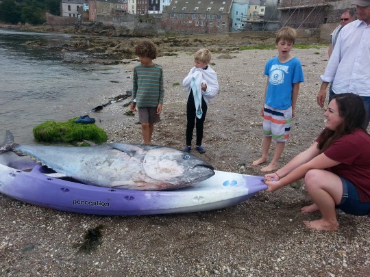Next stop Exeter: the fish is being examined by experts at the university