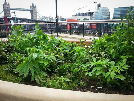 Feed the Birds are planting hemp seeds around London