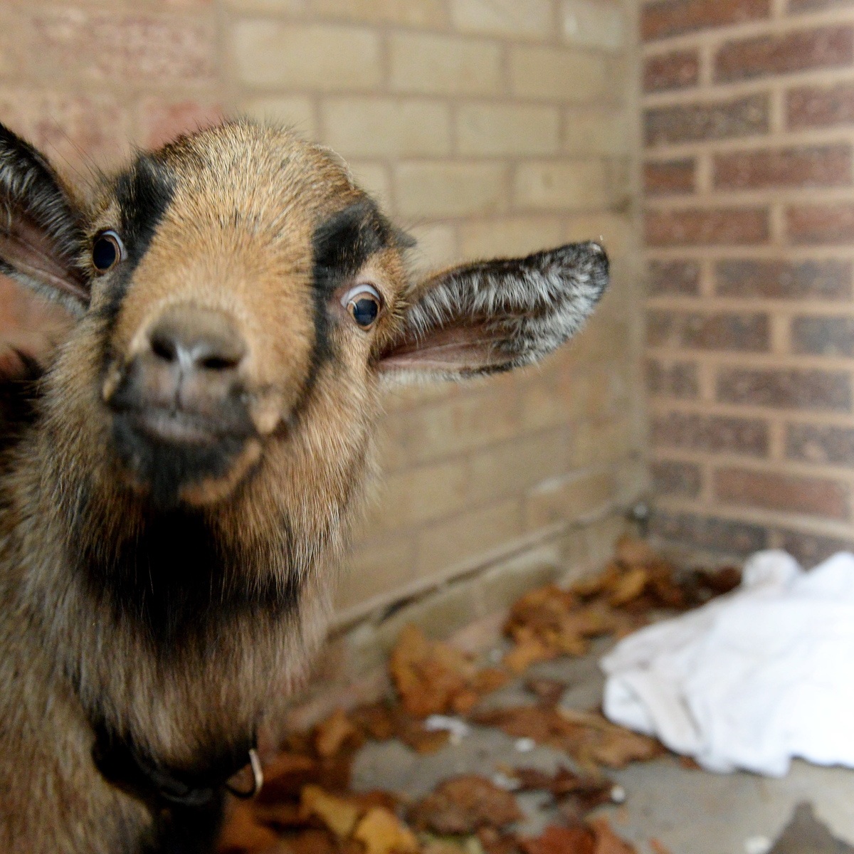 NTI_UNIVERSITY_GOAT_02