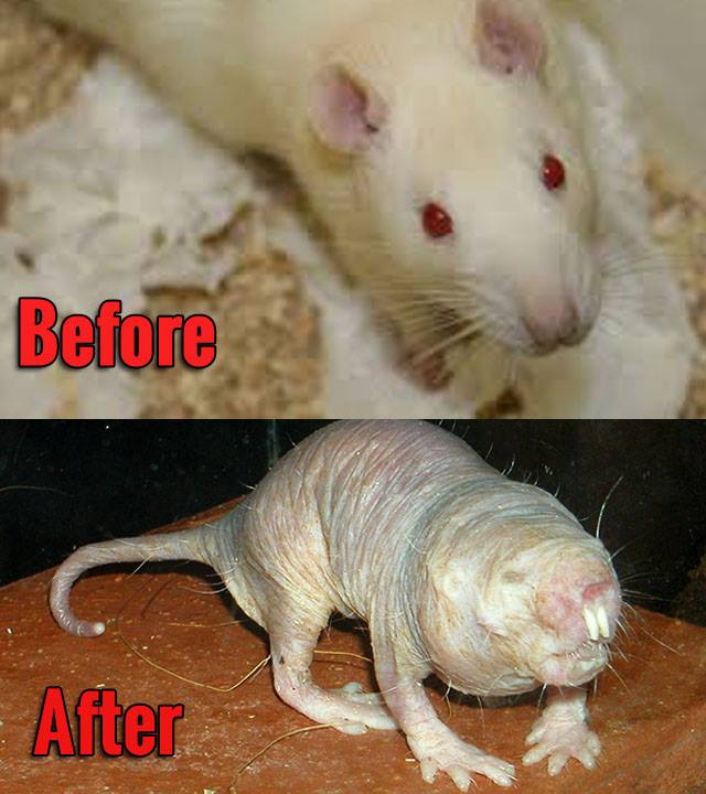 Rats 2
