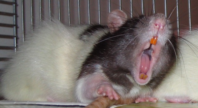 Rats