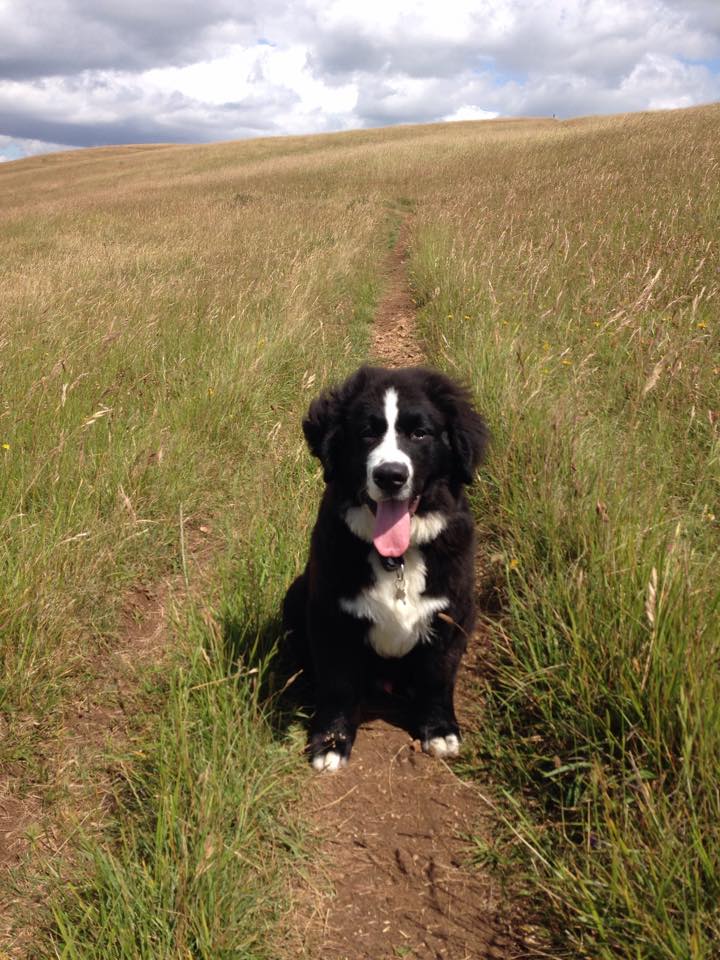 Briony and Jon's dog