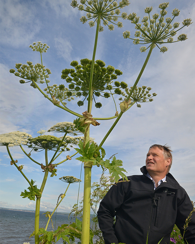 Hogweed1