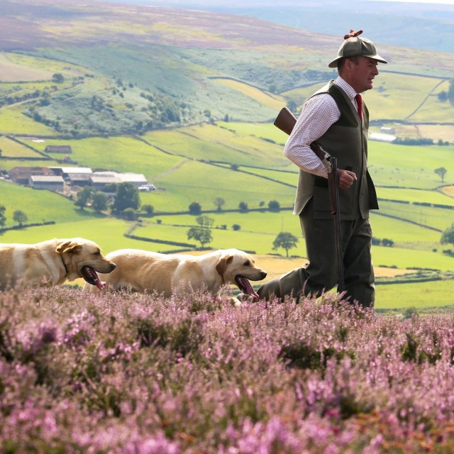 Peter Snaith, Head Keeper of the Danby Estate, checking over the heather moorland above the Valley in Danby on the North Yorkshire Moors, which is home to one of the area's most popular Grouse Shoots. The 12th August is traditionally known as the "Glorious Twelfth" - The first day of the Grouse shooting season. Peter organises and runs the shoots with the help of his gun dogs Gunner and Ernie, both Golden Labradors 12 August 2015