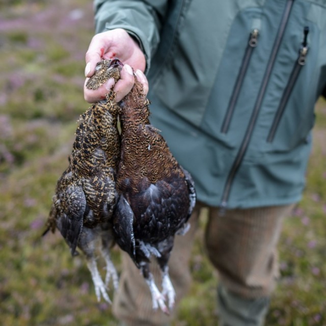 A gamekeeper is is pictured holding a brace of Grouse that were shot near Glenclova, Scotland on August 12 2015. Known as the Glorious Twelfth, today marks the beginning of the Grouse hunting season. A shooting party took to the hills surrounding Glenclova in what's thought to be a bad season for Grouse hunting.