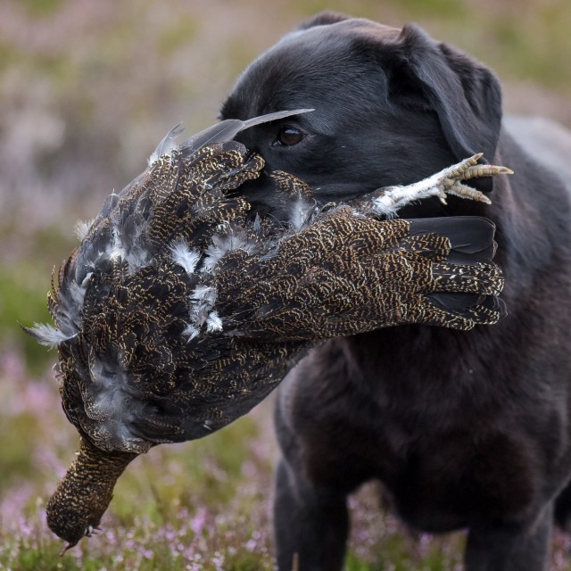 A labrador is pictured with a caught grouse on a shoot near Glenclova, Scotland on August 12 2015. Known as the Glorious Twelfth, today marks the beginning of the Grouse hunting season. A shooting party took to the hills surrounding Glenclova in what's thought to be a bad season for Grouse hunting.