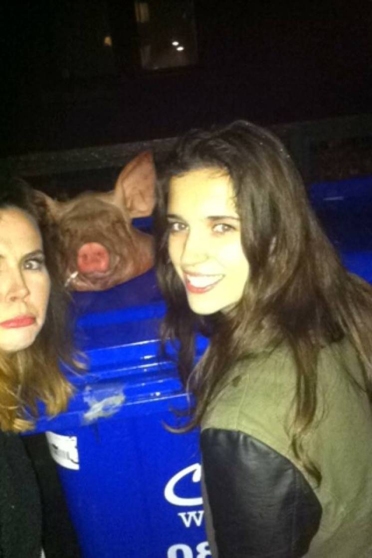 pig1