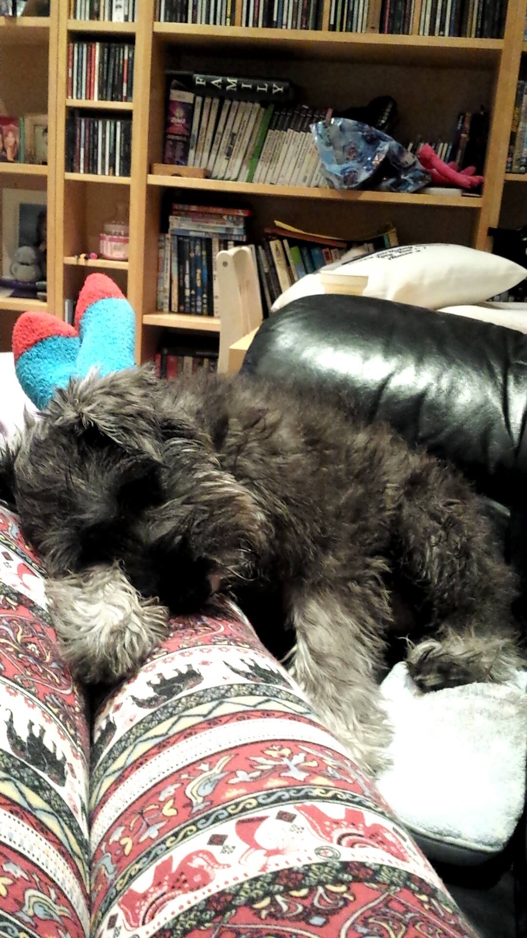Pets > housemates