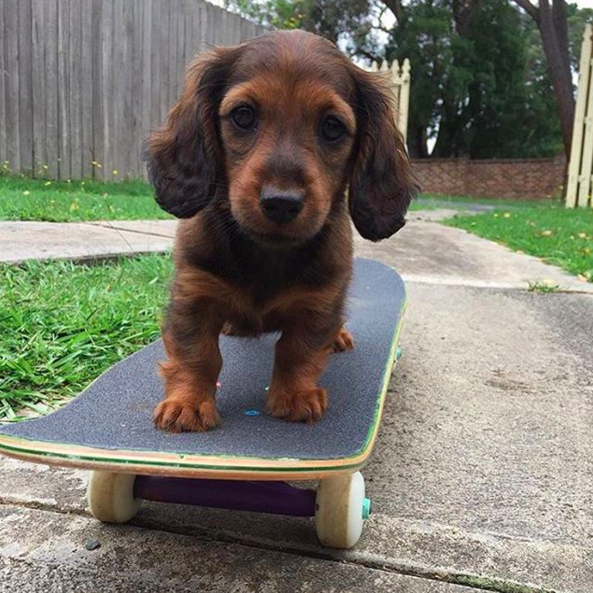@dachshundoftheday