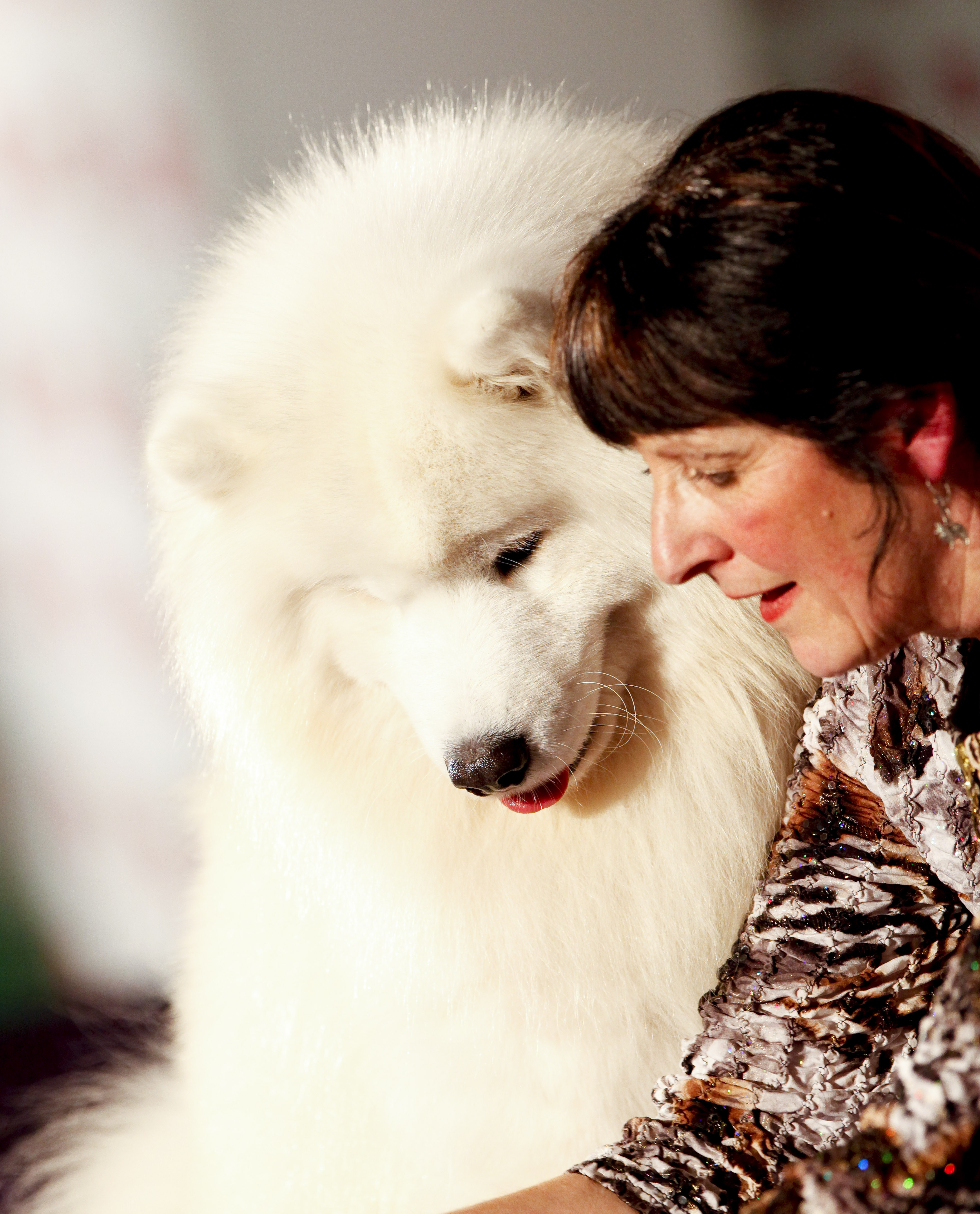 08.03.12 Copyright onEdition 2012 © Free for editorial use image, please credit: onEdition Picture shows Sue Smith and Val Freer from Litchfield with her called Samoyed called Dan, who won the Junior Warrent today 08.03.12, the first day of Crufts 2012 at the Birmingham NEC. Crufts is the world's largest dog show and was established in 1891 by Charles Cruft. This year will see more than 21,000 healthy, happy dogs enjoying competing for the coveted 'Best in Show' title. Crufts 2012 runs from the 8th to the 11th March 2012 at the NEC, Birmingham. Crufts is the perfect opportunity for dog lovers to find out even more about the range of schemes, activities and events that they can get involved in, to ensure that they and their dog have a long, healthy and fulfilling relationship from puppy-hood, all the way through their lives! For additional images, press releases, video or audio content please visit: http://www.w-w-i.com/crufts_2012/ For more information please contact the press office on + 44(0)20 7518 1008 or email press.office@thekennelclub.org.uk If you require a higher resolution image or you have any other onEdition photographic enquiries, please contact onEdition on 0845 900 2 900 or email info@onEdition.com This image is copyright onEdition 2012 ©. This image has been supplied by onEdition and must be credited onEdition. The author is asserting his full Moral rights in relation to the publication of this image. Rights for onward transmission of any image or file is not granted or implied. Changing or deleting Copyright information is illegal as specified in the Copyright, Design and Patents Act 1988. If you are in any way unsure of your right to publish this image please contact onEdition on 0845 900 2 900 or email info@onEdition.com Junior Warrant