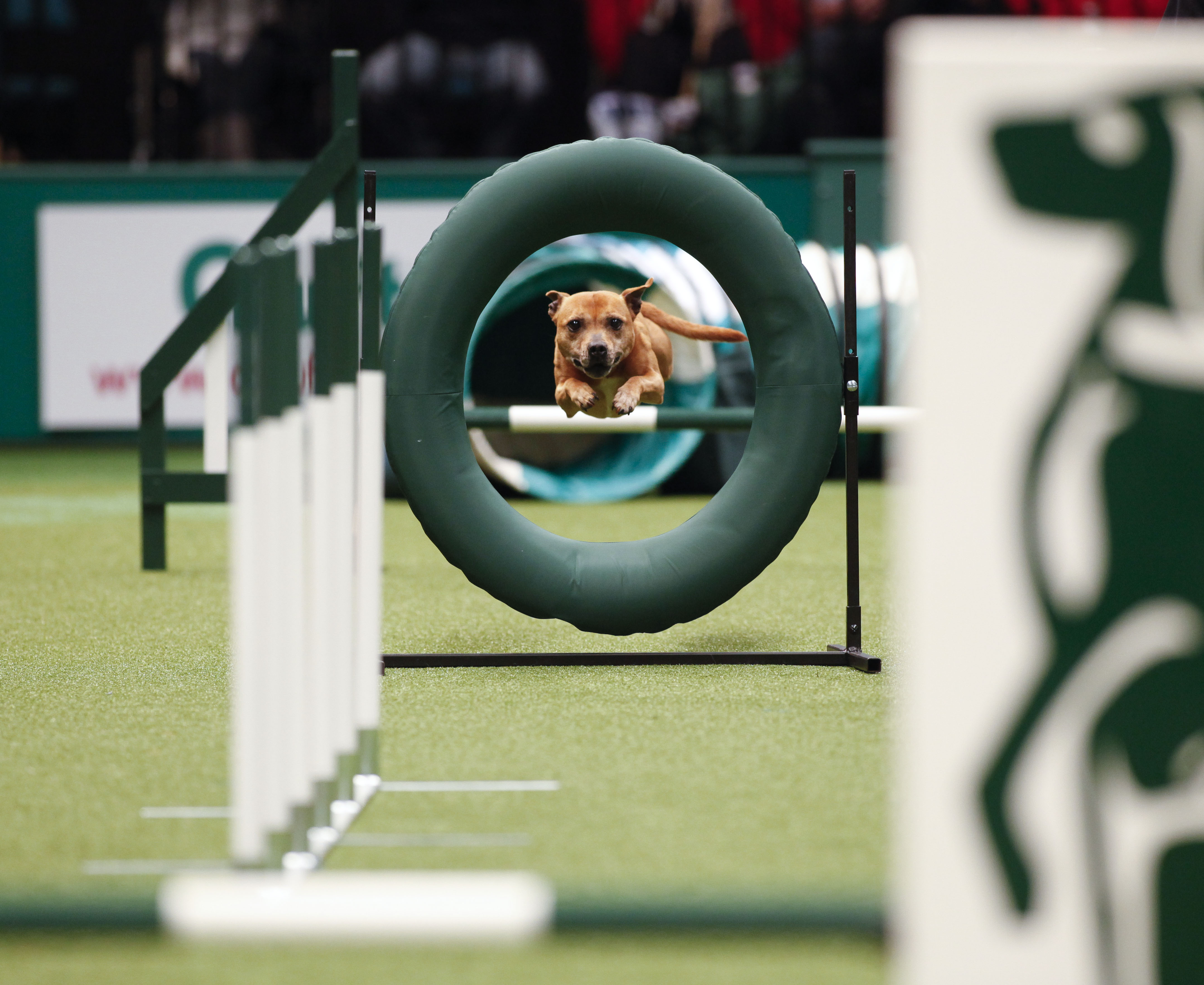 Crufts_2012_M9722