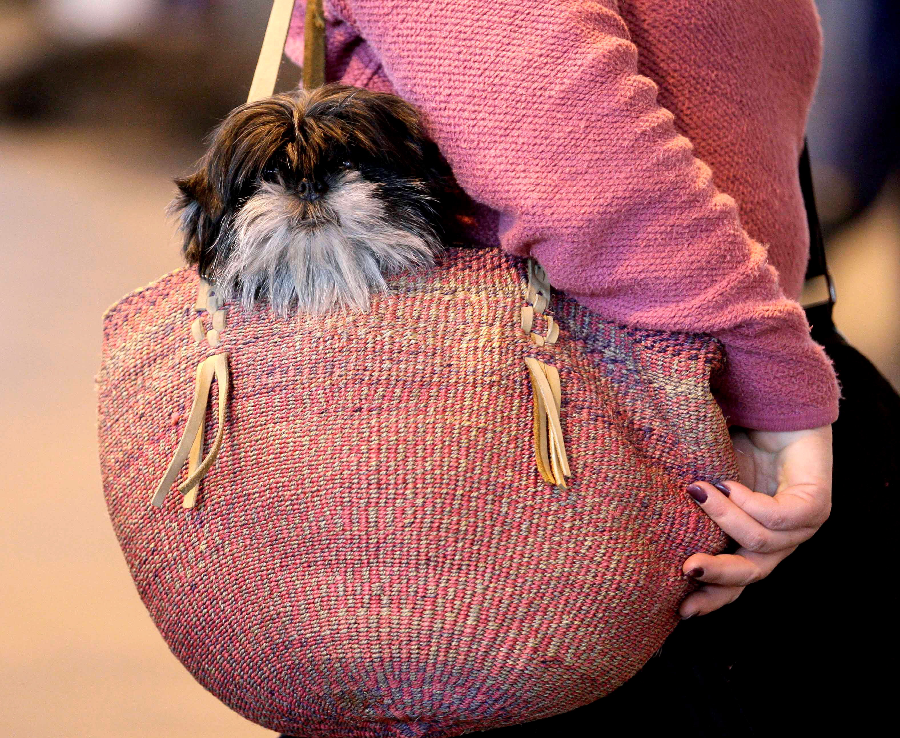 FILE PICTURE - Shih Tzu being carried in handbag during Crufts. 'Handbag' dogs made popular by celebrities like Paris Hilton and Simon Cowell are now the LEAST WANTED mutts in Britain, research has shown. See NTI story NTIDOGS. Owners are giving up little dogs such as shih tzus, chihuahuas, Yorkshire terriers, and pugs in record numbers because they don't want to take them for WALKS, according to a study by pet charity Blue Cross. It reveals many people think small dogs are easy to look after because of their size. But when they realise how much care they need, they decide they can't cope and give them away. "Impulse buying" pets as accessories is also being blamed for the culture and the charity is urging potential owners to do their research properly before buying a little dog, rather than blindly follow the latest celebrity fad. The research revealed the number of "handbag" dogs handed in to the charity has increased by 120 per cent in the last five years. Despite being a firm favourite of Johnny Depp and Britney Spears, Yorkshire terriers came top of the most-unwanted list with UK rescue centres seeing a 40 per cent rise in hand-ins since 2010.