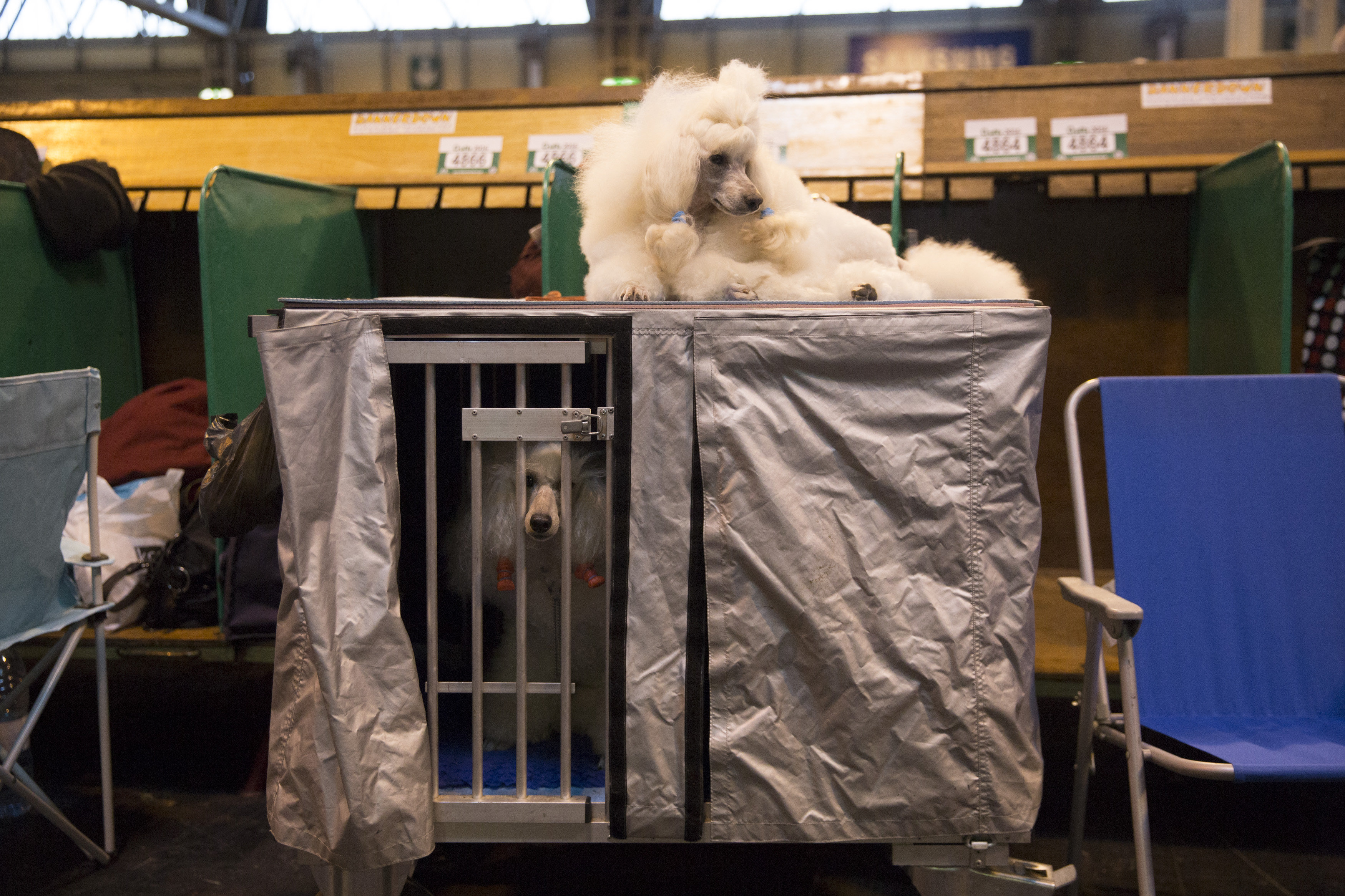 Two miniature poodles sit at Crufts 2016 at the NEC in Birmingham. March 10 2016.