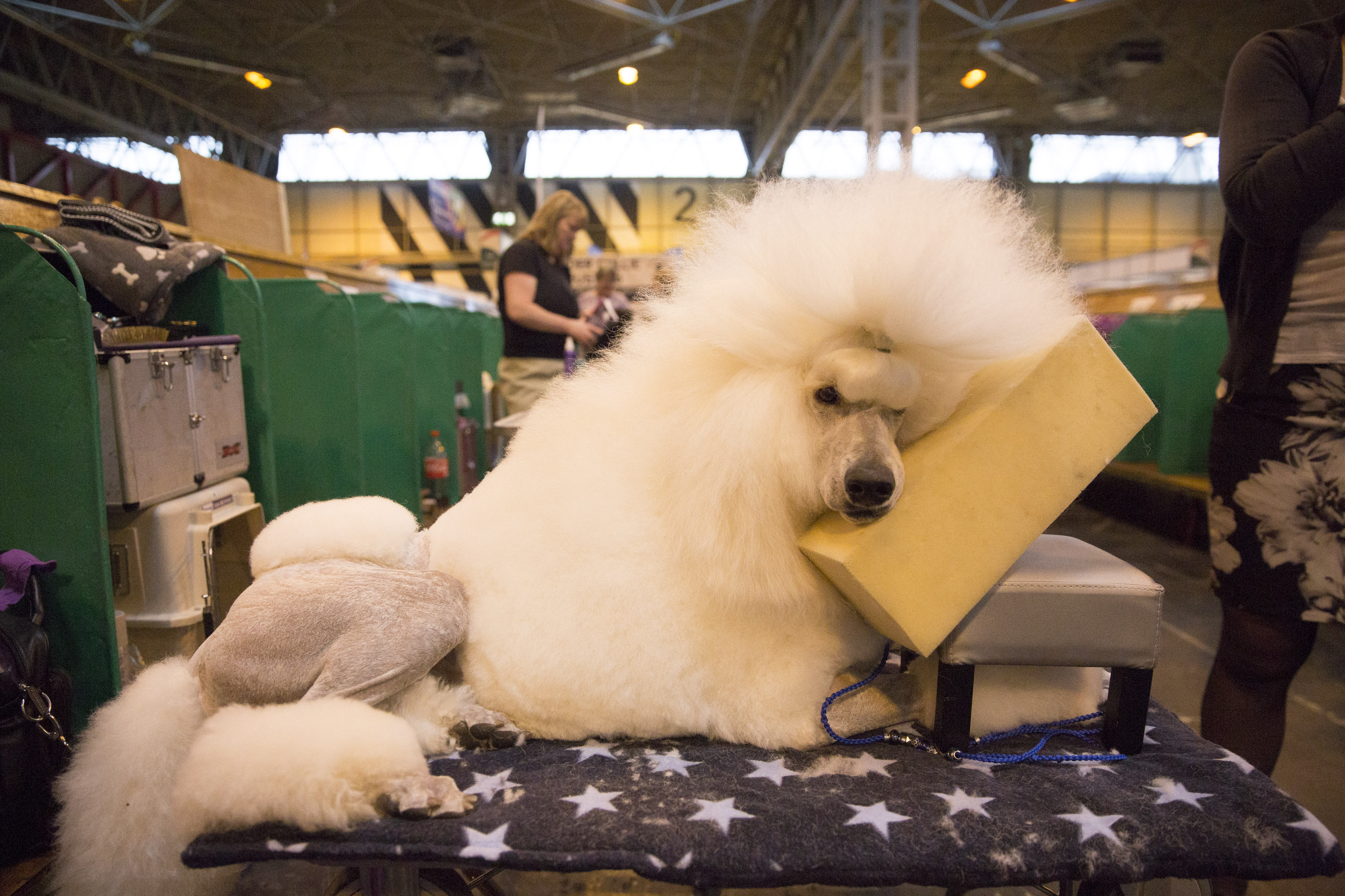 A standard poodle rests at Crufts 2016 at the NEC in Birmingham. March 10 2016.