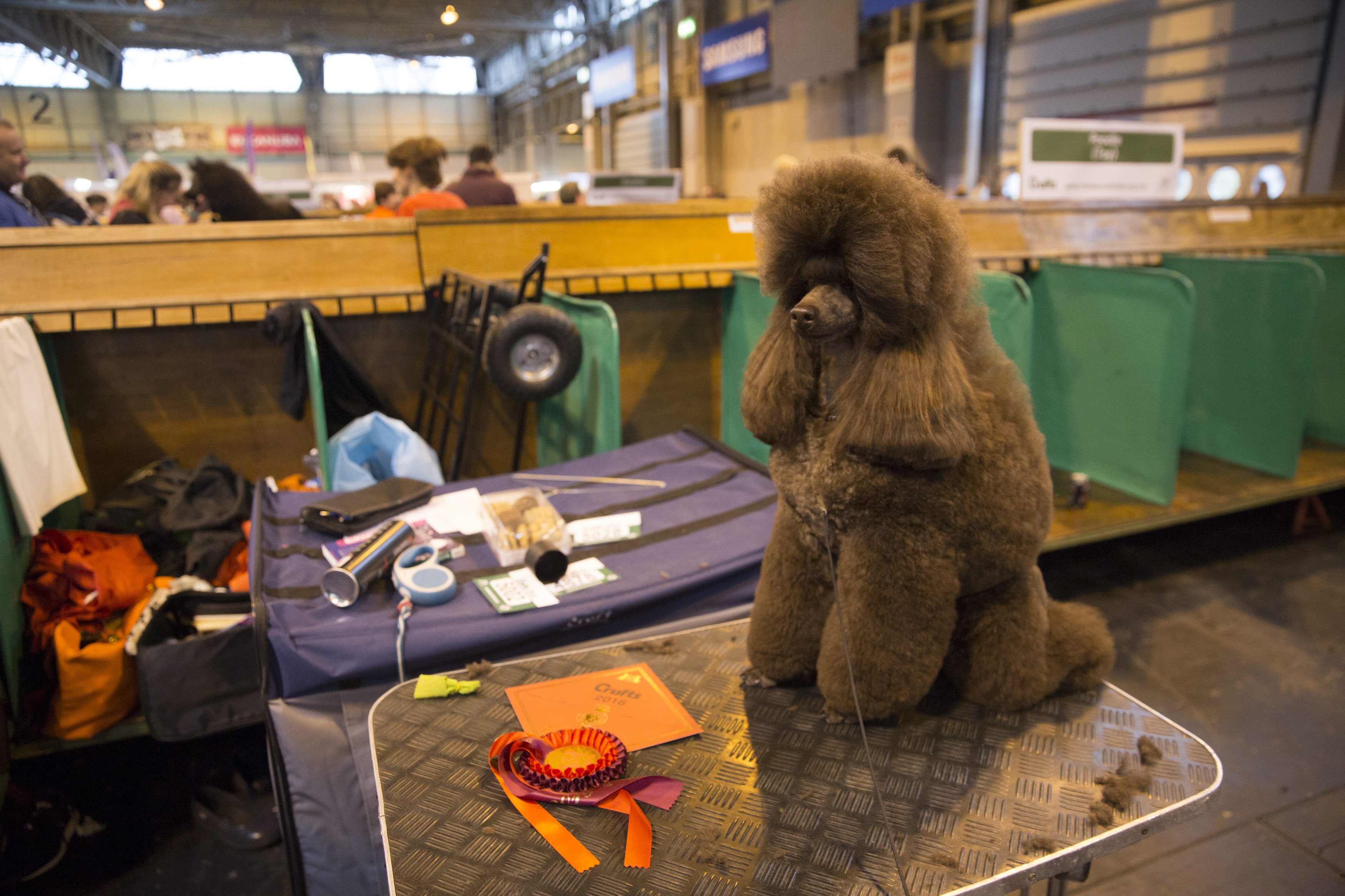 A standard poodle at Crufts 2016 at the NEC in Birmingham. March 10 2016.