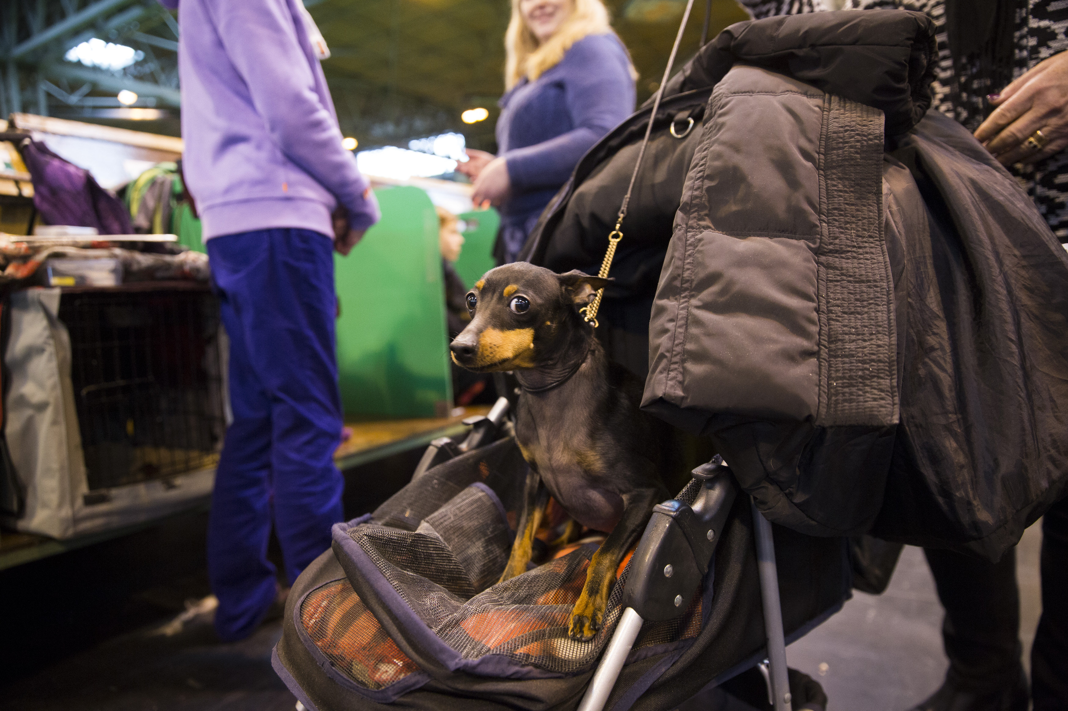 A dog rests in its pram at Crufts 2016 at the NEC in Birmingham. March 10 2016.
