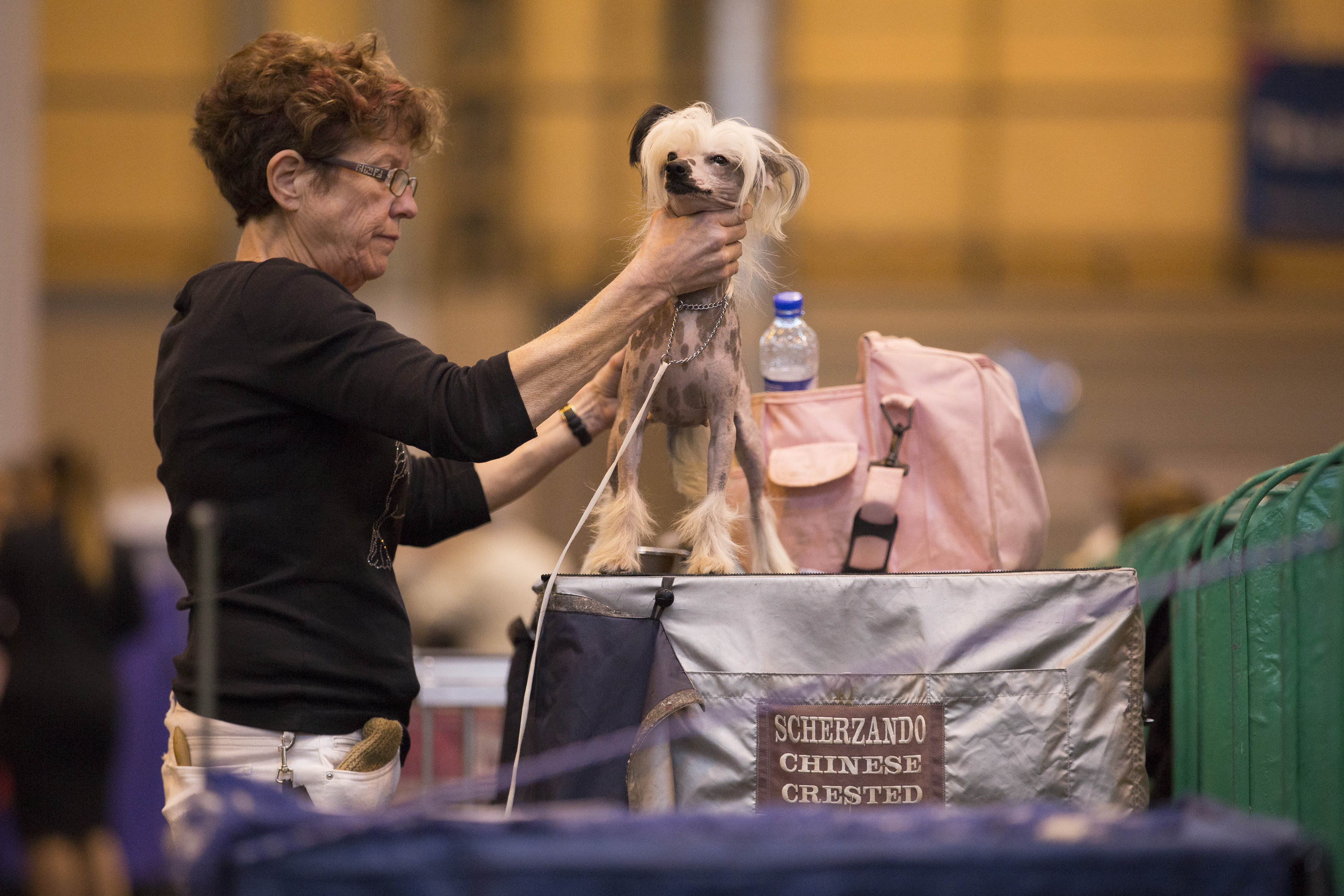 A chinese crested dog is groomed at Crufts 2016 at the NEC in Birmingham. March 10 2016.