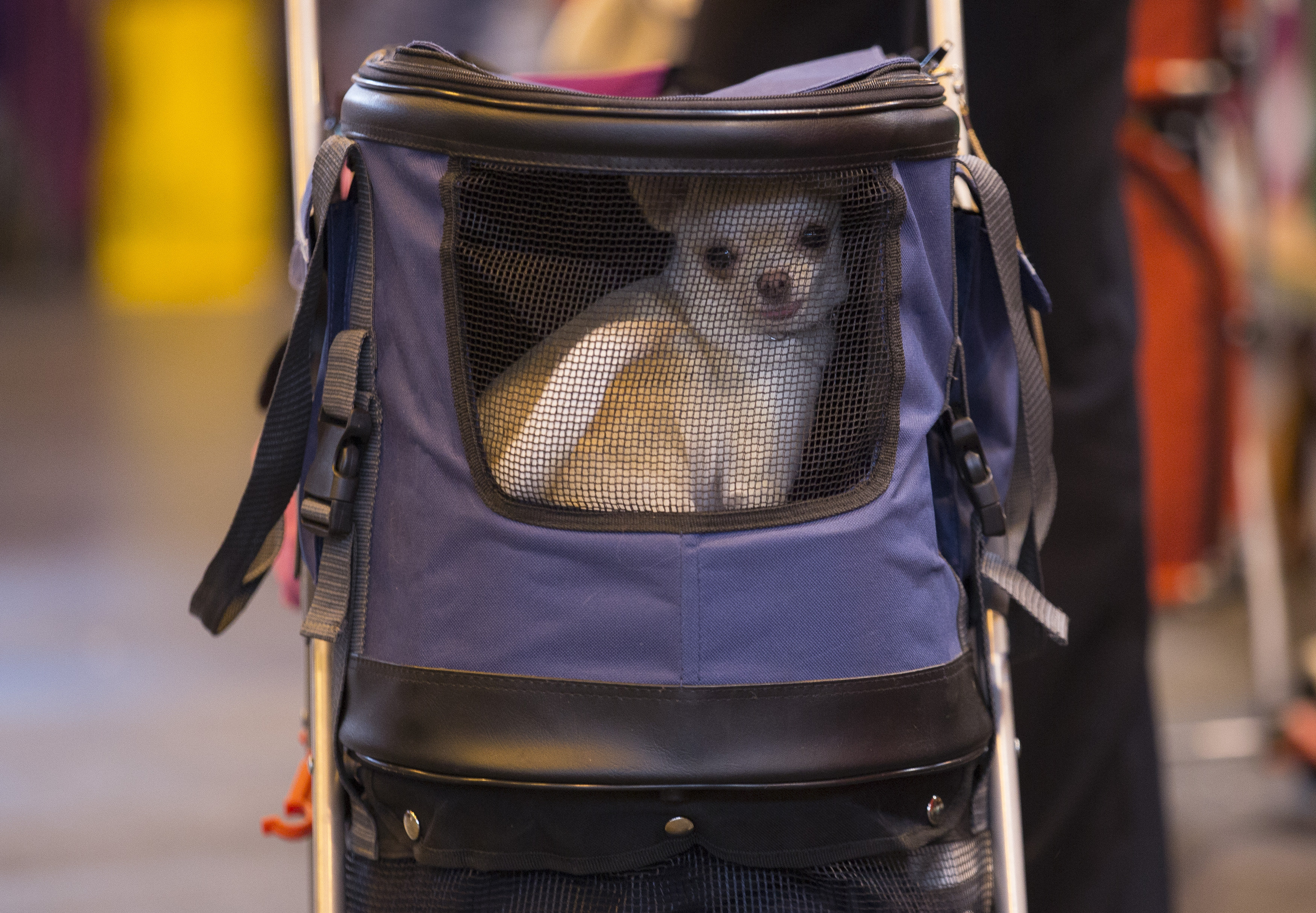 A chihuahua sits in its pram at Crufts 2016 at the NEC in Birmingham. March 10 2016.