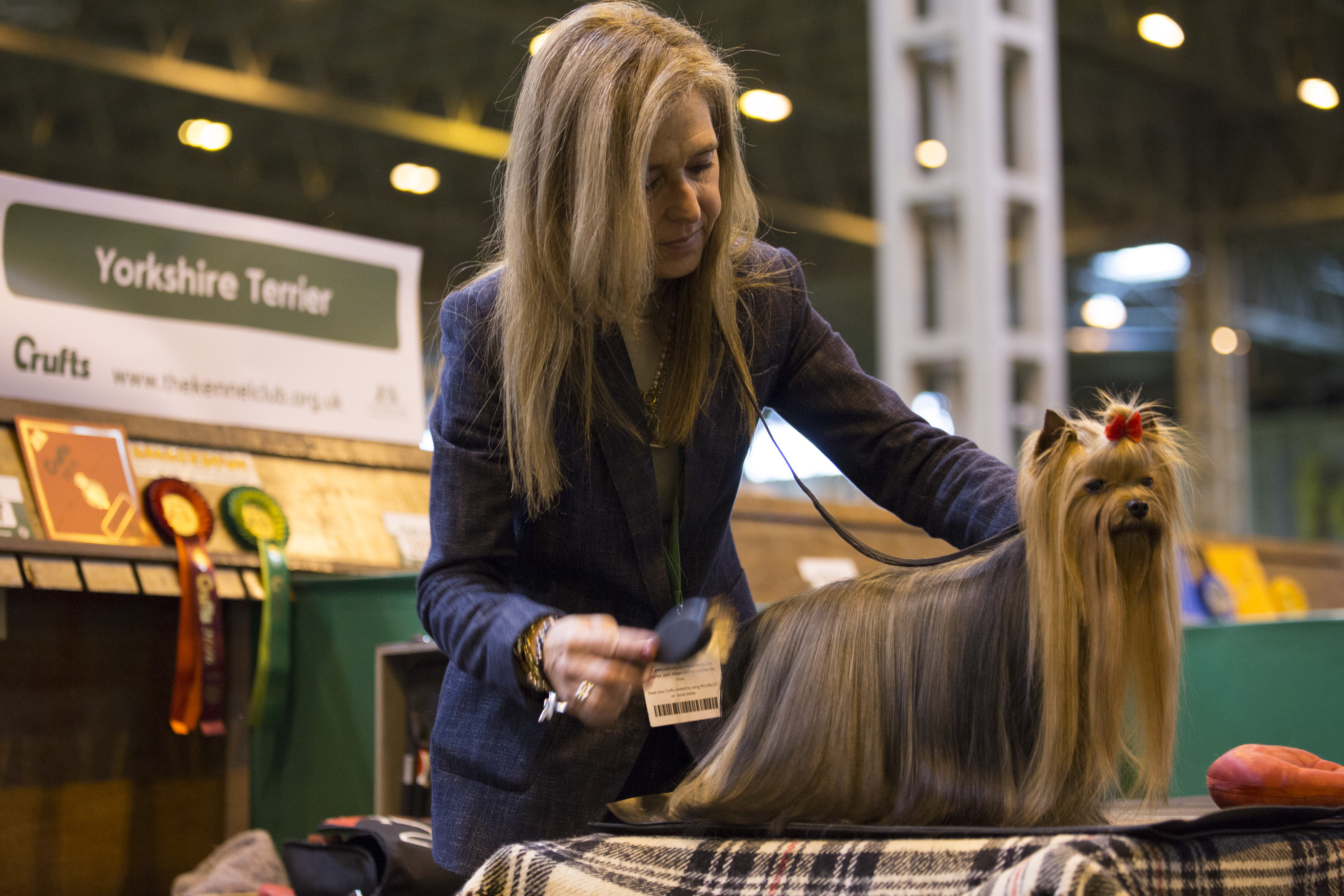 A woman grooms her Yorkshire terrier at Crufts 2016 at the NEC in Birmingham. March 10 2016.