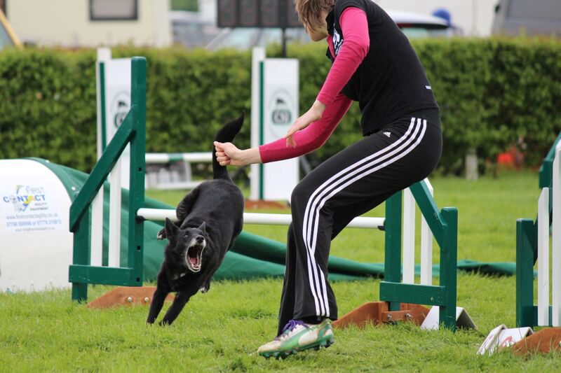Zoom the dog championship winning dog from Blackpool, Lancs., See Ross Parry Copy RPYAGILITY : It’s not every day a 10-year-old Aussie is named a champion of England. And it's certainly not every day the ‘youngster’ turns out to be 70 - in dog years at least - with a name like Zoom. The athletic Australian Kelpie - a type of sheep dog - emerged victorious from two rounds at the challenging Nations Cup, seeing off competition from around the globe with her teammates Rogue and Dolly. Zoom has also qualified to run in two Discover Dogs agility events in London next month, the London International Horse Show at the Olympia in London in December, and at Crufts next March. Her proud master and trainer, Blackpool woman Nicola Wildman, described her as ‘amazing’. 6 October 2015.