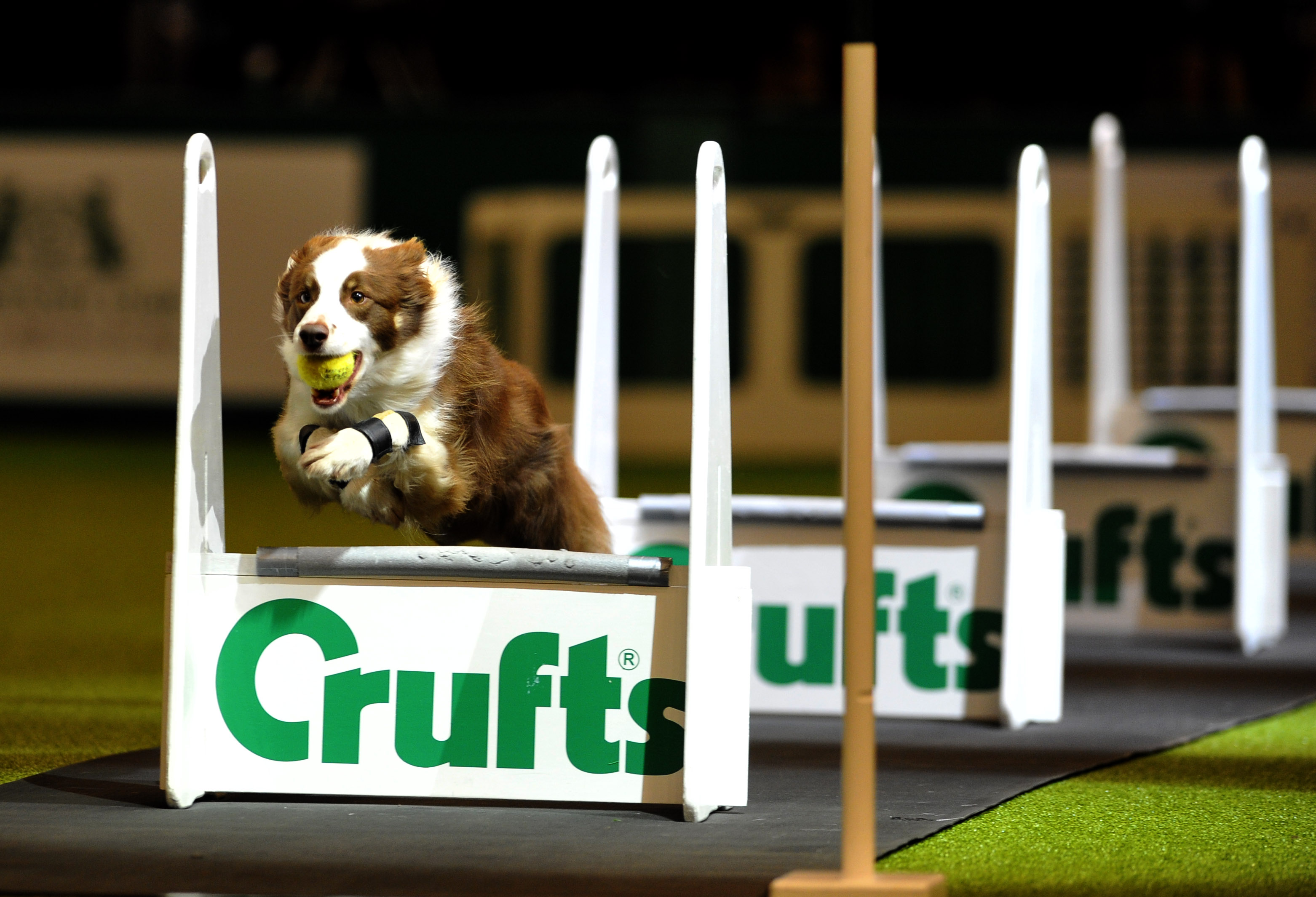 10.03.12 Copyright onEdition 2012 © Free for editorial use image, please credit: onEdition Picture shows Action from the Flyball final in the main ring today 10.03.12, the third day of Crufts 2012, at the Birmingham NEC. Crufts is the world's largest dog show and was established in 1891 by Charles Cruft. This year will see more than 21,000 healthy, happy dogs enjoying competing for the coveted 'Best in Show' title. Crufts 2012 runs from the 8th to the 11th March 2012 at the NEC, Birmingham. Crufts is the perfect opportunity for dog lovers to find out even more about the range of schemes, activities and events that they can get involved in, to ensure that they and their dog have a long, healthy and fulfilling relationship from puppy-hood, all the way through their lives! For additional images, press releases, video or audio content please visit: http://www.w-w-i.com/crufts_2012/ For more information please contact the press office on + 44(0)20 7518 1008 or email press.office@thekennelclub.org.uk If you require a higher resolution image or you have any other onEdition photographic enquiries, please contact onEdition on 0845 900 2 900 or email info@onEdition.com This image is copyright onEdition 2012 ©. This image has been supplied by onEdition and must be credited onEdition. The author is asserting his full Moral rights in relation to the publication of this image. Rights for onward transmission of any image or file is not granted or implied. Changing or deleting Copyright information is illegal as specified in the Copyright, Design and Patents Act 1988. If you are in any way unsure of your right to publish this image please contact onEdition on 0845 900 2 900 or email info@onEdition.com