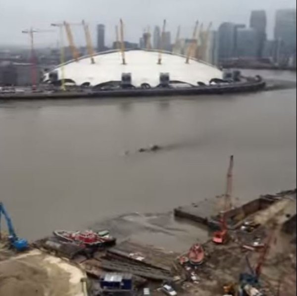 We can also tell you for sure this isn't a photo of Bigfoot swimming in the River Thames