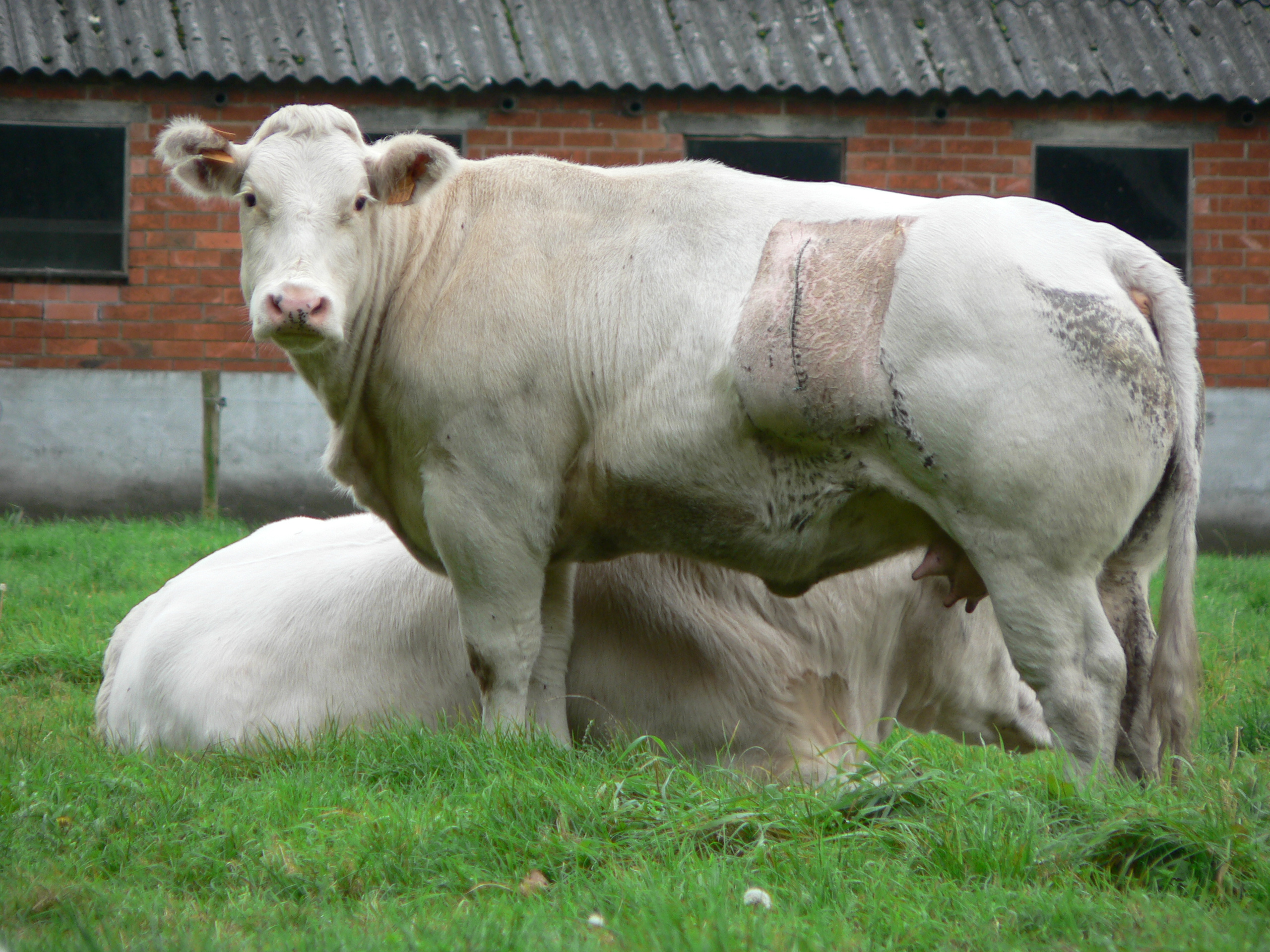European breeds like the Belgian Blue have been bred to quickly put on weight