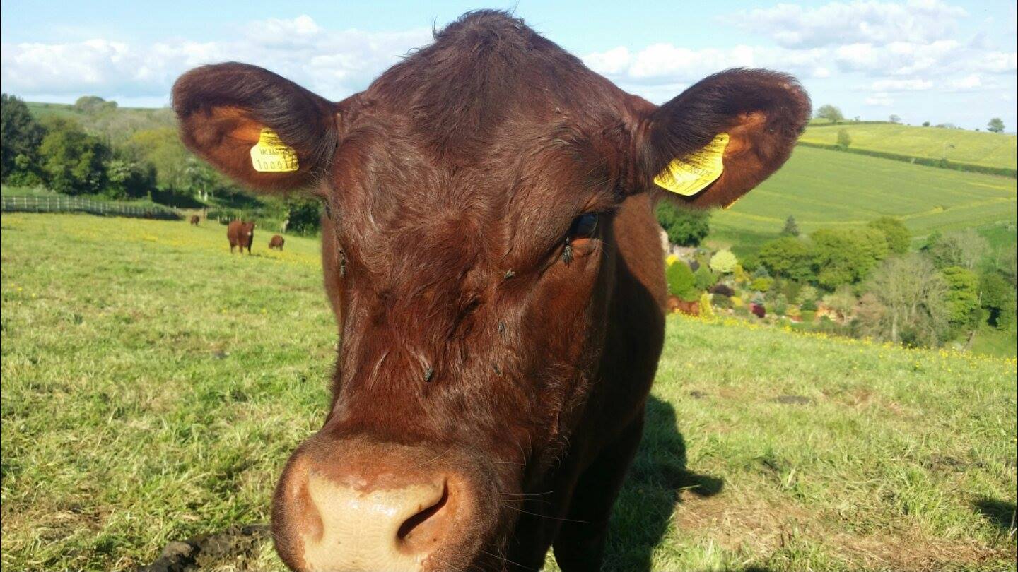 One of the Red Devon Cows that Andrew farms